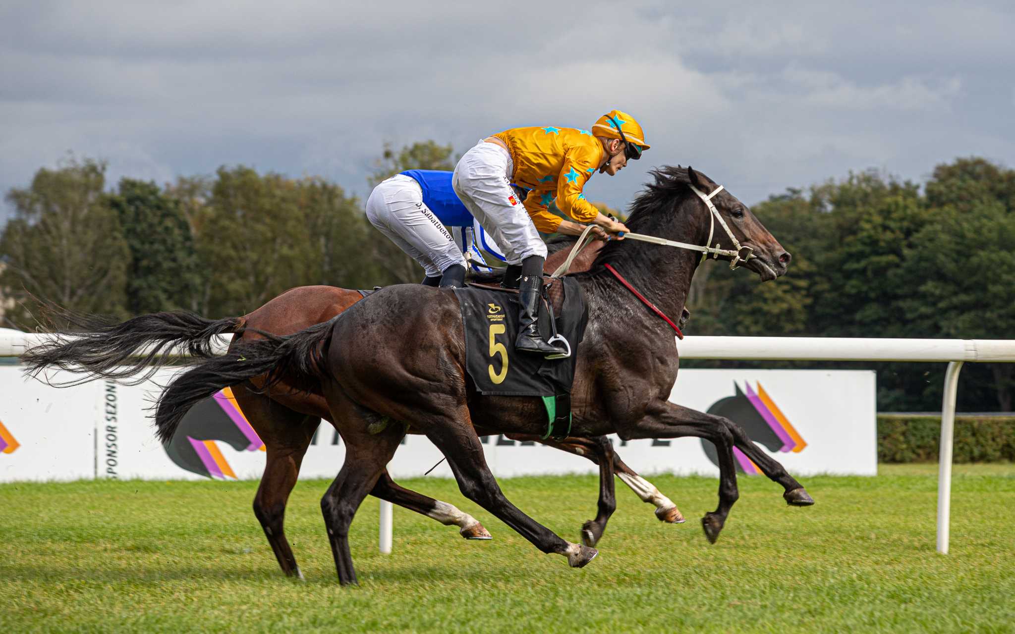 ILUZJON — XX · Stallion · 6y